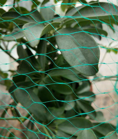 Ochranná sieť proti vtáctvu 3 x 5 m, zelená